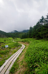 Fototapeta na wymiar 雨池峠への登山道（八ヶ岳）