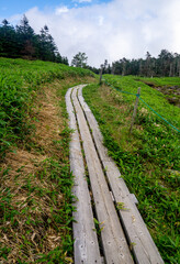 Obraz premium 雨池峠への登山道（八ヶ岳）
