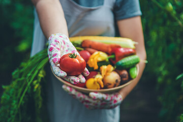 Farmer woman harvests vegetables in the garden. Selective focus.