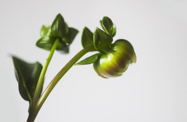 Dahlia flower bud. Beautiful plant flowering at summer.