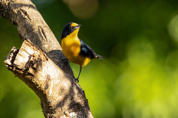 A tropical bird Violaceous euphonia as know as gaturamo perching in a branch tree.  Green background, Species Euphonia violacea. Birdwatching. Animal world. Yellow bird.