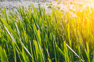 Tall green grass against the backdrop of rivers in the sun