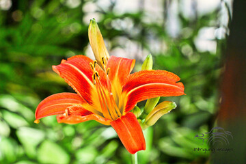 orange tiger lily
