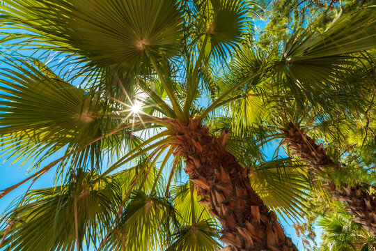 Relax in the shade of palm trees under the romantic rays of the sun against the blue sky. Washingtonia palm tree.