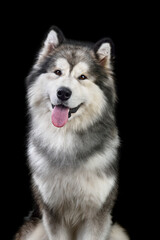 Alaskan Malamute dog