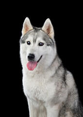 Siberian husky looking at camera