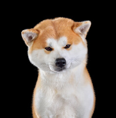 Portrait of ginger Akita