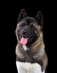 American Akita dog