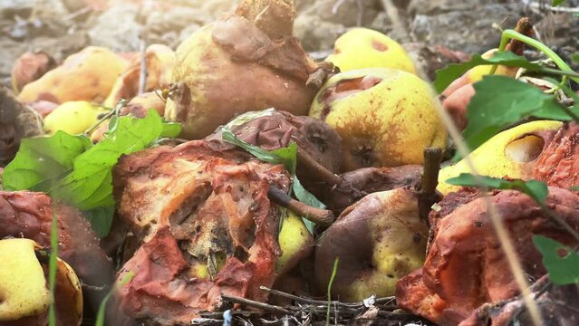Overripe and rotten apples and pears lie in a pile under a tree.
