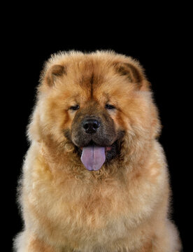 recommend clip art: Portrait of chow-chow