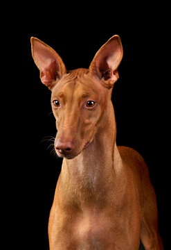 Pharaoh Hound dog portrait