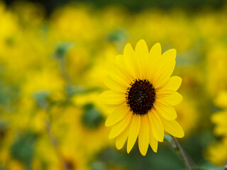 満開のひまわり畑