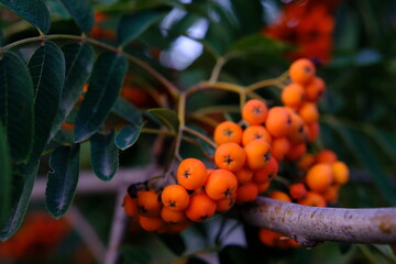 Cluster of ripening rowan berries, nature bokeh. High quality photo