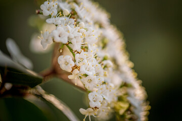 Gros de fleur des champs en montagne 