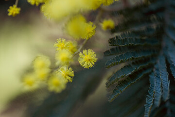 macrophotographie sur un bouton de fleur de mimosa