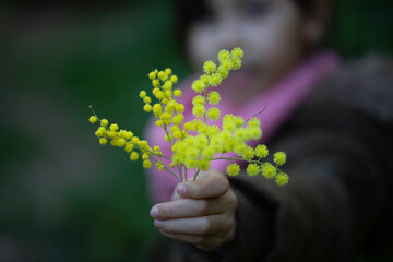 macrophotographie d'un bouquet de mimosa en automne