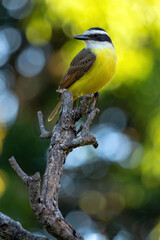 The yellow bird from Brazil. The Great Kiskadee also know as Bem-te-vi perched on a top of tree. Species Pitangus sulphuratus. Animal world. Bird lover. Birdwatching. Flycatcher.