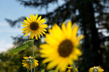 sunflower field in the summer