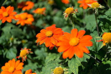 Tithonia rotundifolia (butterfly friendly garden)