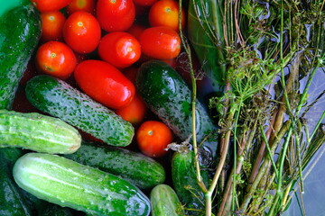 The cucumbers, tomatoes, and dill are ready for pickling once they have been picked.