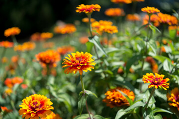 colorful striped zinnia flowers in the garden park