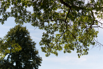 tree and sky