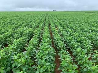 Fototapeta na wymiar field of soybeans 