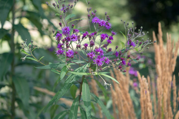 flowers in the garden with grass seed plumes