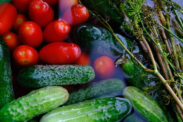 The cucumbers, tomatoes, and dill are ready for pickling once they have been picked.