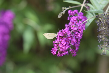 weißer Schmetterling auf den Blüten