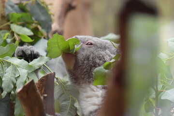 Koala beim fressen