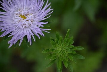 purple aster flowers close-up, white buds, symmetrical aster bokeh, beautiful background