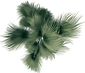 Top view of Plant (Washingtonia filifera desert fan palm 1) illustration vector
