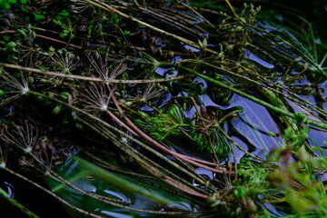 Fresh Dill with Water Drops on Leaves in Vegetable Garden. View from Above