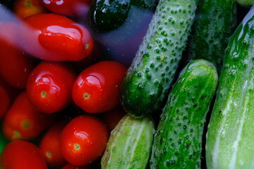 The cucumbers, tomatoes, are ready for pickling once they have been picked.