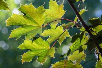 Fond naturel de feuilles d'érable, pour conception graphique totalement naturelle.