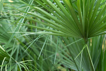 Fond végétal de palmes de palmier pour conception verte.
