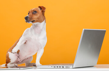 handsome jack russell terrier portrait.beautiful dog with laptop on yellow background...