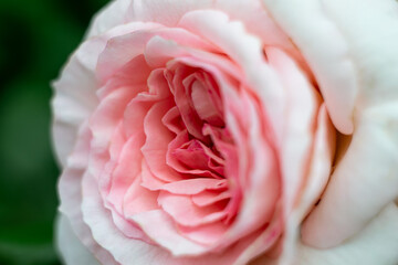 close-up of rose petals on a tea rose flower, macro shot