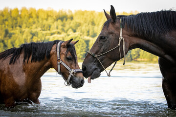 Pferdefreunde im See