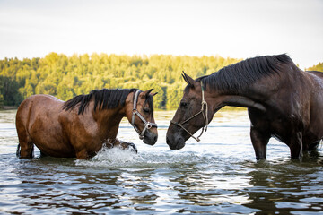 Pferdefreunde im See