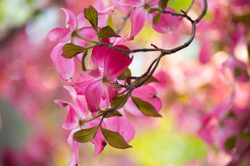 Fototapeta na wymiar Beautiful large pink flowers on the tree. Spring flowering. Spring flowering. Floral bright background. 