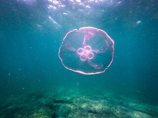 Moon jellyfish floating in ocean