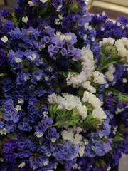 blue and purple flowers