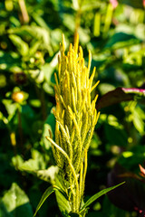 Unique, gold color celosia flowers growing in an outdoor garden space.