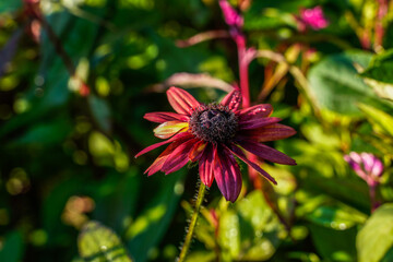 Red rudbeckia flower growing in an outdoor garden space.
