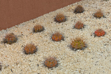 Small cacti with orange and green tones