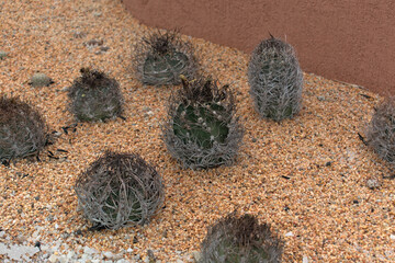 Cactus native to Mexico whose thorns surround them