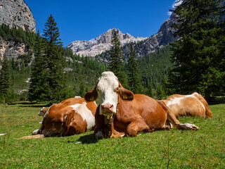 Fototapeta na wymiar Cow grazing in the dolomites