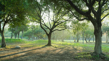 Daan Forest Park sunshine